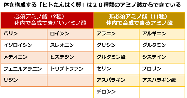 人間に必要なアミノ酸20種類