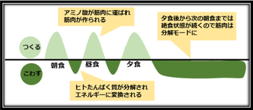 アミノ酸の分解と合成